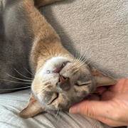 キバチラで甘える坊