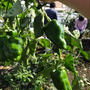 せたがや体験農園では秋冬野菜の準備作業でした。茄子とピーマン最後の収穫！４か月もありがとう！
