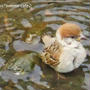 夏の暑い日＊スズメの水浴び