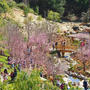 Cherry blossom festival とKate O sessions memorial park とサンドイッチ♡