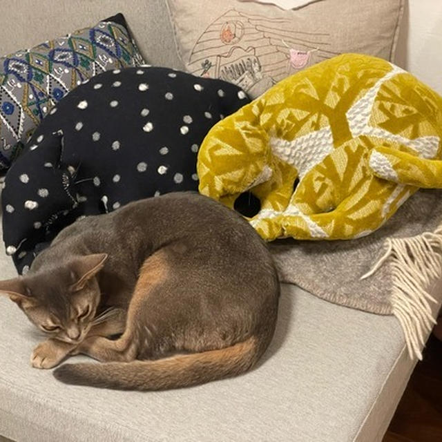 猫さんクッションに紛れる、坊