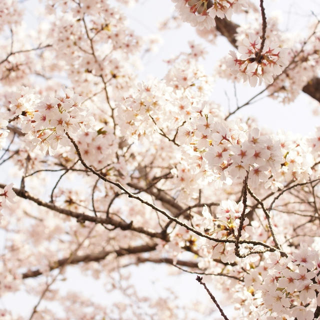 岡山県南は桜が咲き乱れています