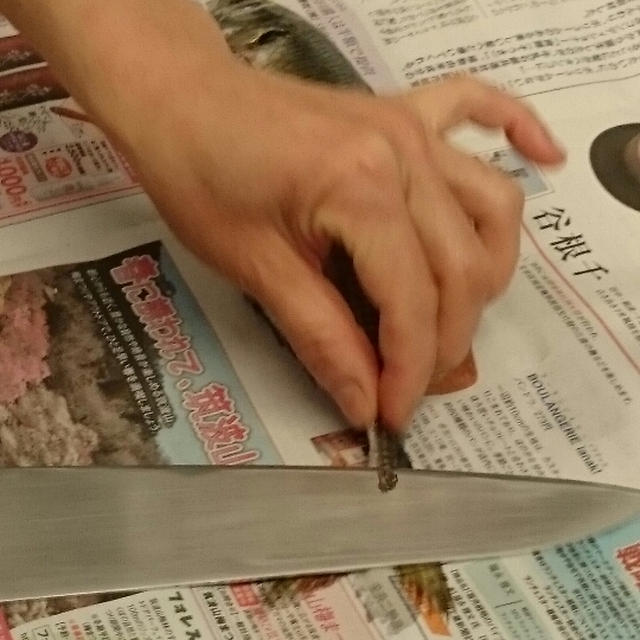「魚」のお勉強