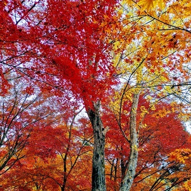 最上山 紅葉ツーリング