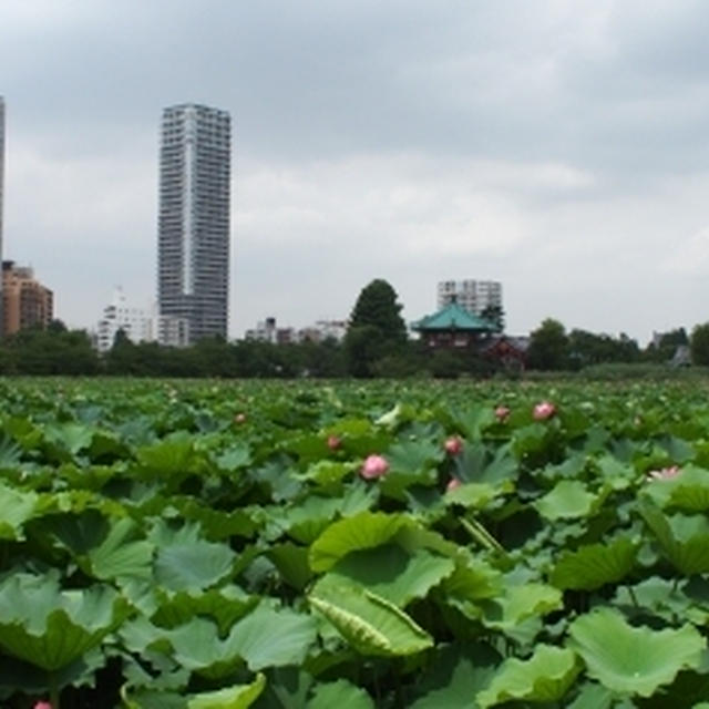 不忍池の蓮
