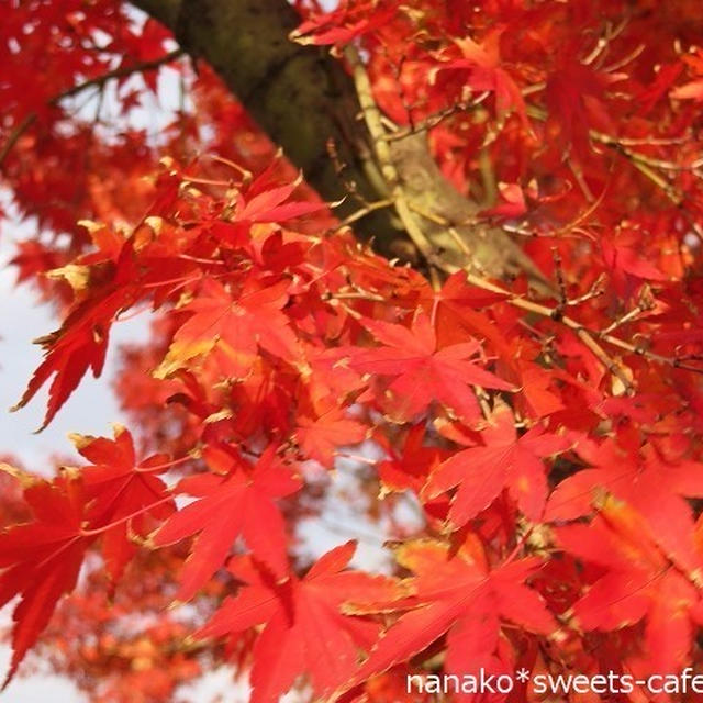 紅葉の一枚