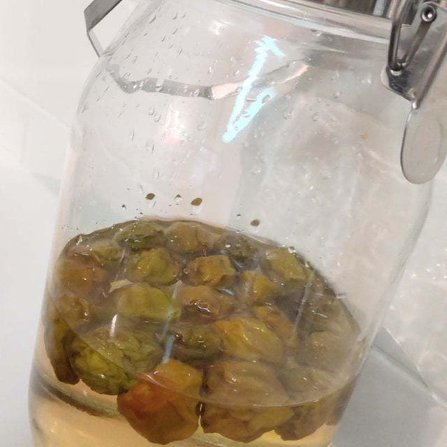 梅シロップ完成