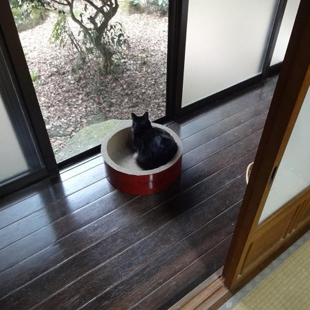 【ごんぼレポ】ごんぼさんの朝の日課と、鳴き方が変なウグイス