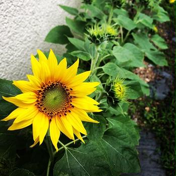 【Instagram】ひまわり1号開花#ひまわり#ヒマワリ#向日葵 #sunflower #mygarden