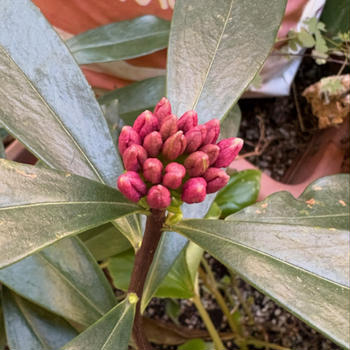 沈丁花、もう少しかな