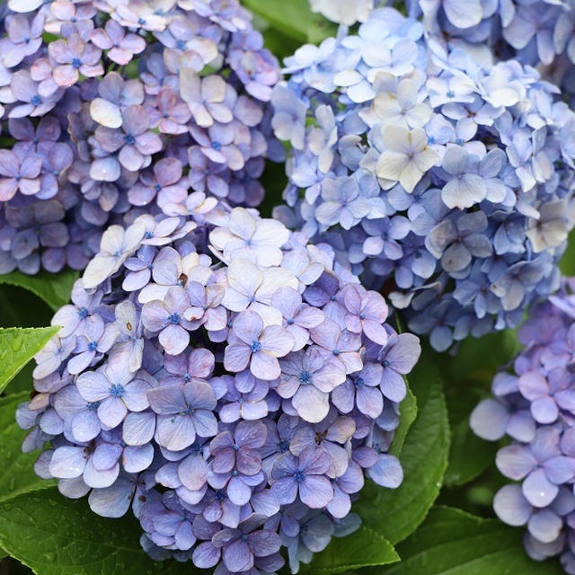 桜じゃなくて、紫陽花。と、７年前。