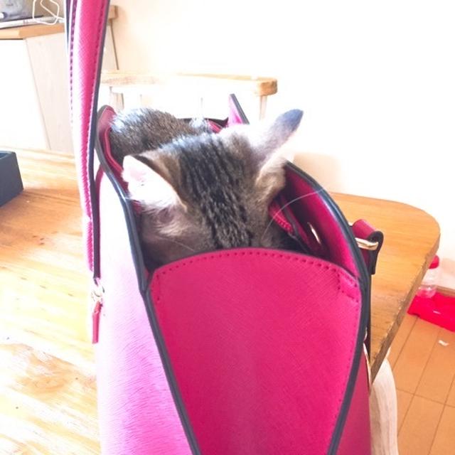 近頃のにゃんちゅう。