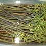 自家製山菜のミックス　長期保存
