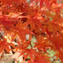 安土城跡の紅葉と茶室