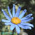 秋のお花1