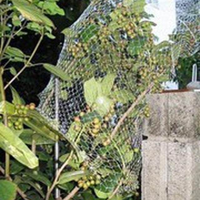 じゃがいもニョッキ！キノコバジルソース