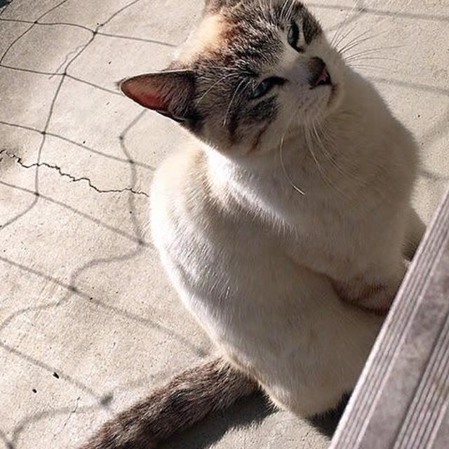 年寄りの冷や水