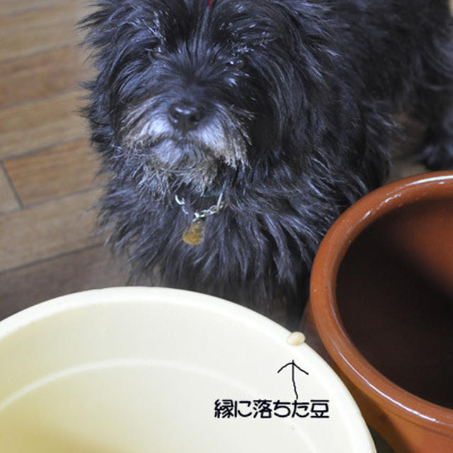 かめは凄い・・・味噌の追加仕込み