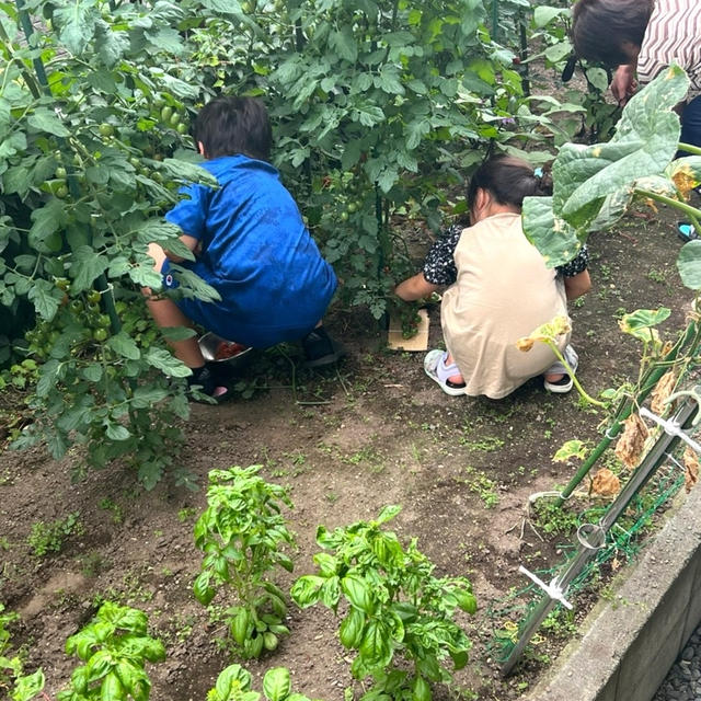 夏の北海道旅忘備録② 野菜収穫＆セイコマ