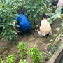 夏の北海道旅忘備録② 野菜収穫＆セイコマ
