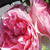 ■続・薔薇３【２０２１年（株）日本フルハーフさんの薔薇】