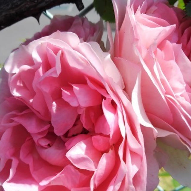 ■続・薔薇３【２０２１年（株）日本フルハーフさんの薔薇】
