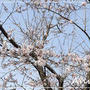 ☆綺麗な桜にうっとり。。。☆