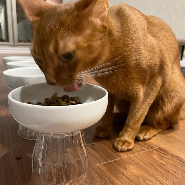 味にこだわる、ひめちゃん