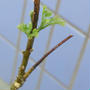 カレーリーフ栽培、2年目。冬の越し方と春の新芽と。