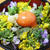 たたきワラビとお花のTKG～