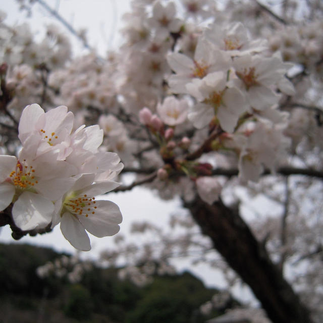 お花見の桜・東行庵
