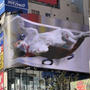 新宿巨大猫３D動画・「無重力編」を見てきたよ！