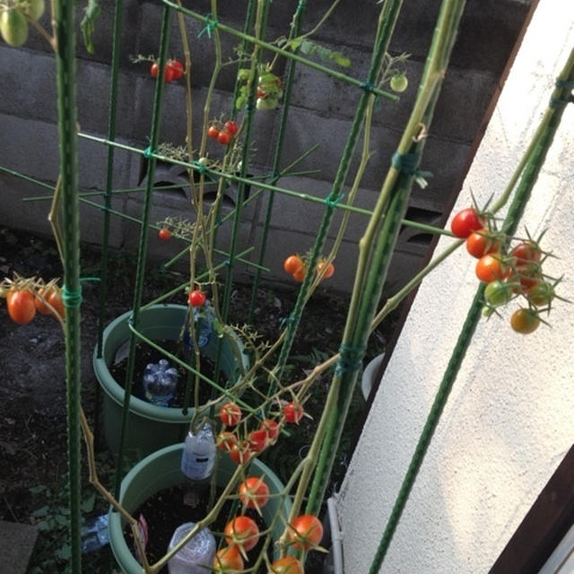 留守の間もトマトが育ってました！サントリー本気野菜のトマトの苗