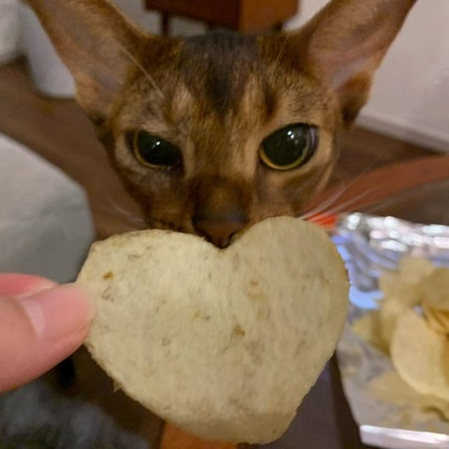 真夜中のパーティー　♡のポテチと、おやつと、ねこ