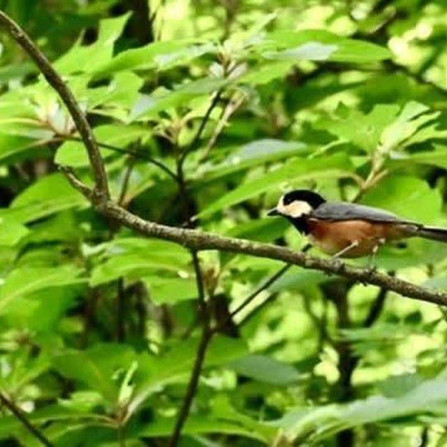 五十公野公園のヤマガラがかわいかったです♡