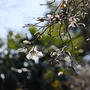 3月の花々 -1