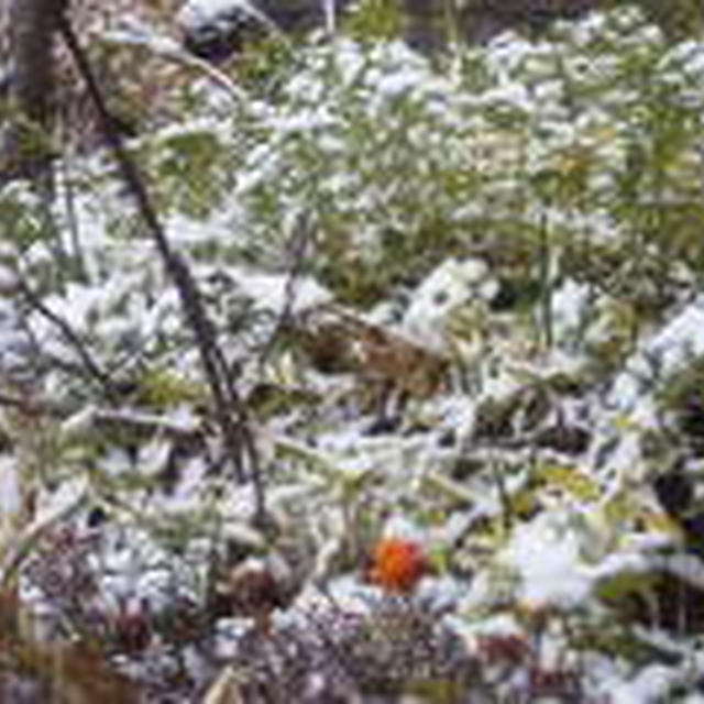 ☆雪の新年☆