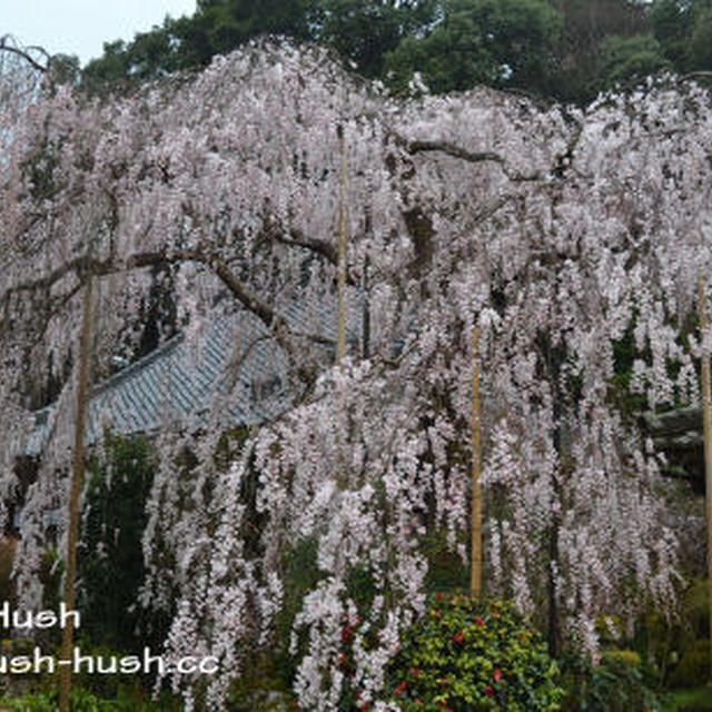 ♪簡単！桜スイーツ★さくら餅の作り方★＆大野寺のしだれ桜♪