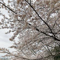 満開の桜花見♪