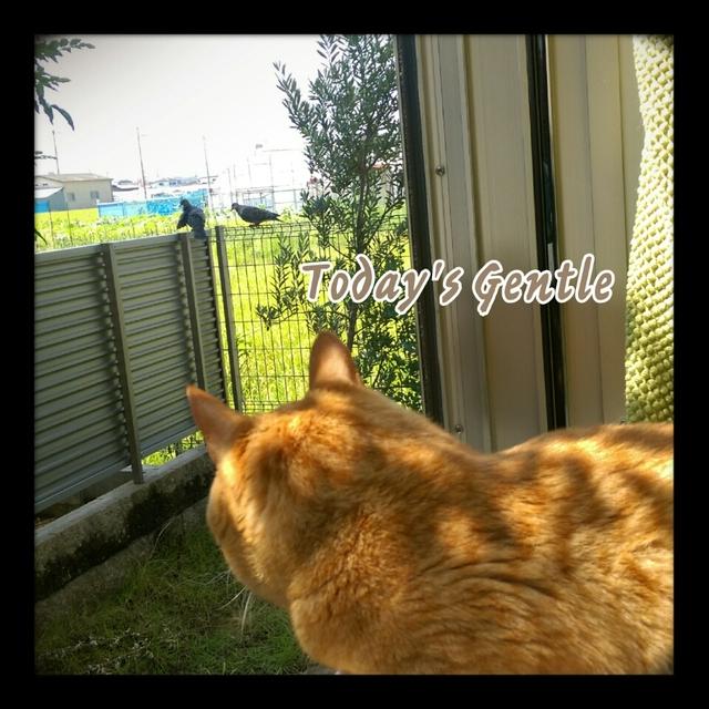 今日のジェントル