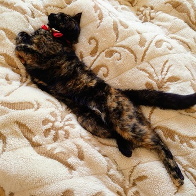 初めてだった猫のミーちゃんとの不思議な出来事