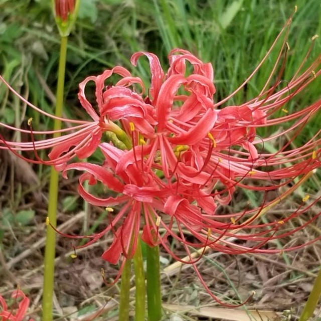 彼岸花　白も