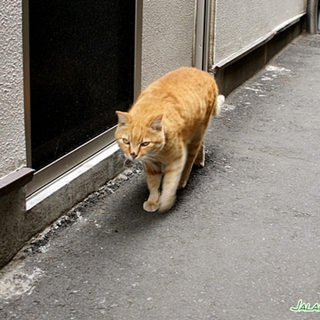 江の島散策番外編・ニャンコと花