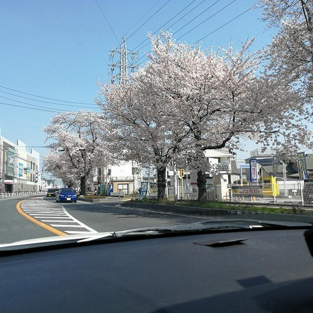お花見ドライブ♪