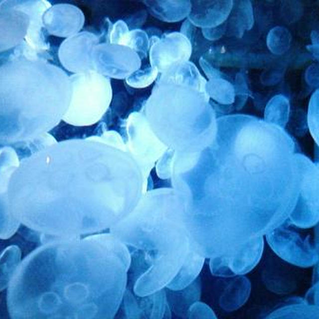 【 水族館 】