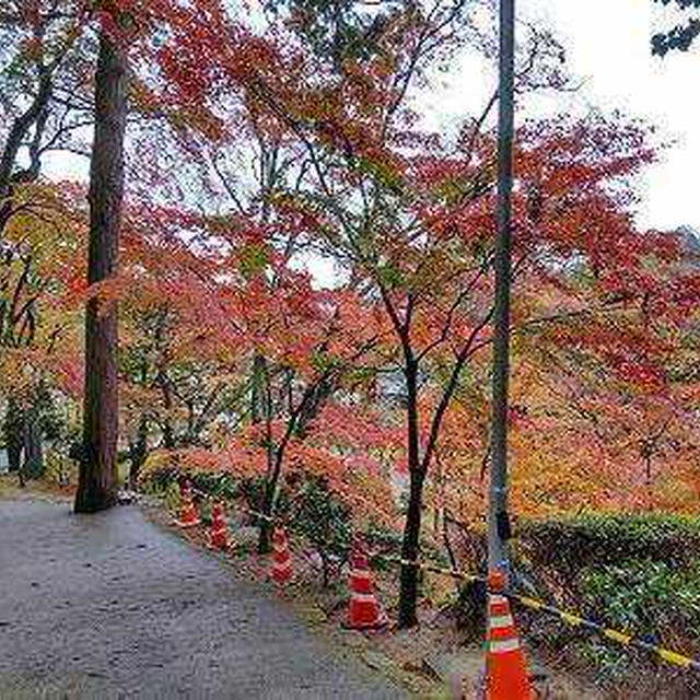 大窪寺の紅葉。打ち込みうどん