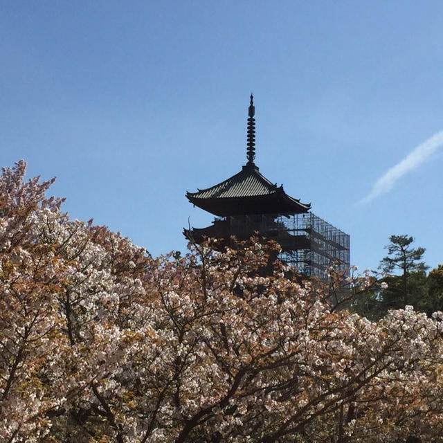 京都 桜の見納め 仁和寺＆龍安寺
