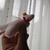 ねこのクリップ