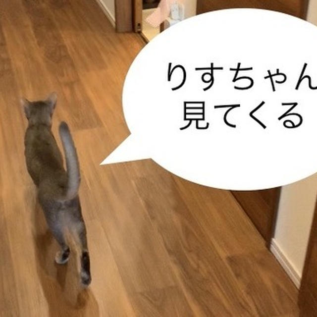 前から後ろから女の子たちにシャーされて固まるぼくちん