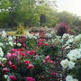 やっと、今の吉野公園のバラ